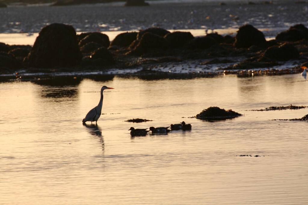 Curlews Rest - Gateway To The Aran Islands Apartment กัลเวย์ ภายนอก รูปภาพ